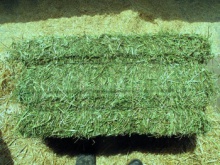 alfalfa hay /timothy hay for sale - product's photo