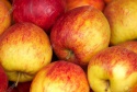 sweet delicious fresh golden apple fruits - product's photo