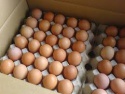 fresh chicken eggs - product's photo