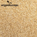 organic white quinoa grain - product's photo
