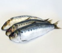  fresh frozen bulk sardine fish - product's photo