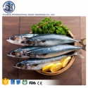 full of nutrition huge pacific black hard tail mackerel - product's photo