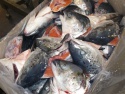 frozen salmon heads - product's photo