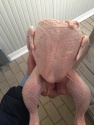 frozen whole chicken -halal - product's photo