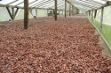 high grade dry cocoa beans - product's photo