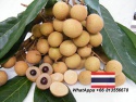 fresh longan, dried longan, sweet longan, thai longan - product's photo