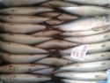 fish frozen pacific mackerel fish importers from china - product's photo