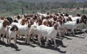 live boer goats / 100% full blood boer goats, / live sheep, cattle, la - product's photo