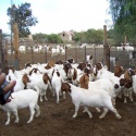 live boer goats,saanen goats, askanian goats for sale - product's photo