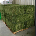 dried alfalfa hay - product's photo