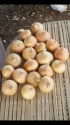 good quality onions for sale - product's photo