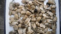 canned straw mushrooms factory - product's photo
