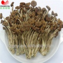 tea tree mushroom - product's photo