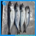 frozen white pacific mackerel whole round - product's photo