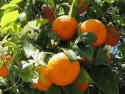 turkish orange  - product's photo