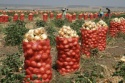 fresh red onions  - product's photo