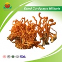 dried cordyceps militaris - product's photo