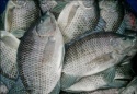 frozen tilapia whole round fish - product's photo