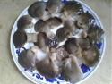 pickled oyster mushroom price - product's photo