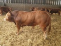 limousin cattle,bulls - product's photo