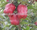 red delicious apple/huaniu apple - product's photo