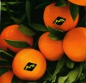 mandarin - product's photo