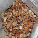 frozen king bolete mushrooms - product's photo