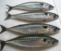 fresh chilled king fishs /seer fish from india! - product's photo