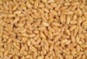 wheat for milling - product's photo