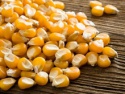 feed grade yellow corn  - product's photo