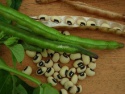 beans for sowing - product's photo