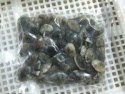 v-packed cooked short clam necked in shell - product's photo