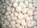 fresh button mushroom - product's photo