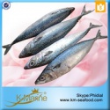 frozen sefood mackerel fish sale - product's photo