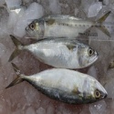 igh quality frozen fish whole round indian mackerel seafood - product's photo