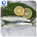 a grade qaulity sea frozen sardine - product's photo
