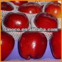 cheap apple fruit - product's photo