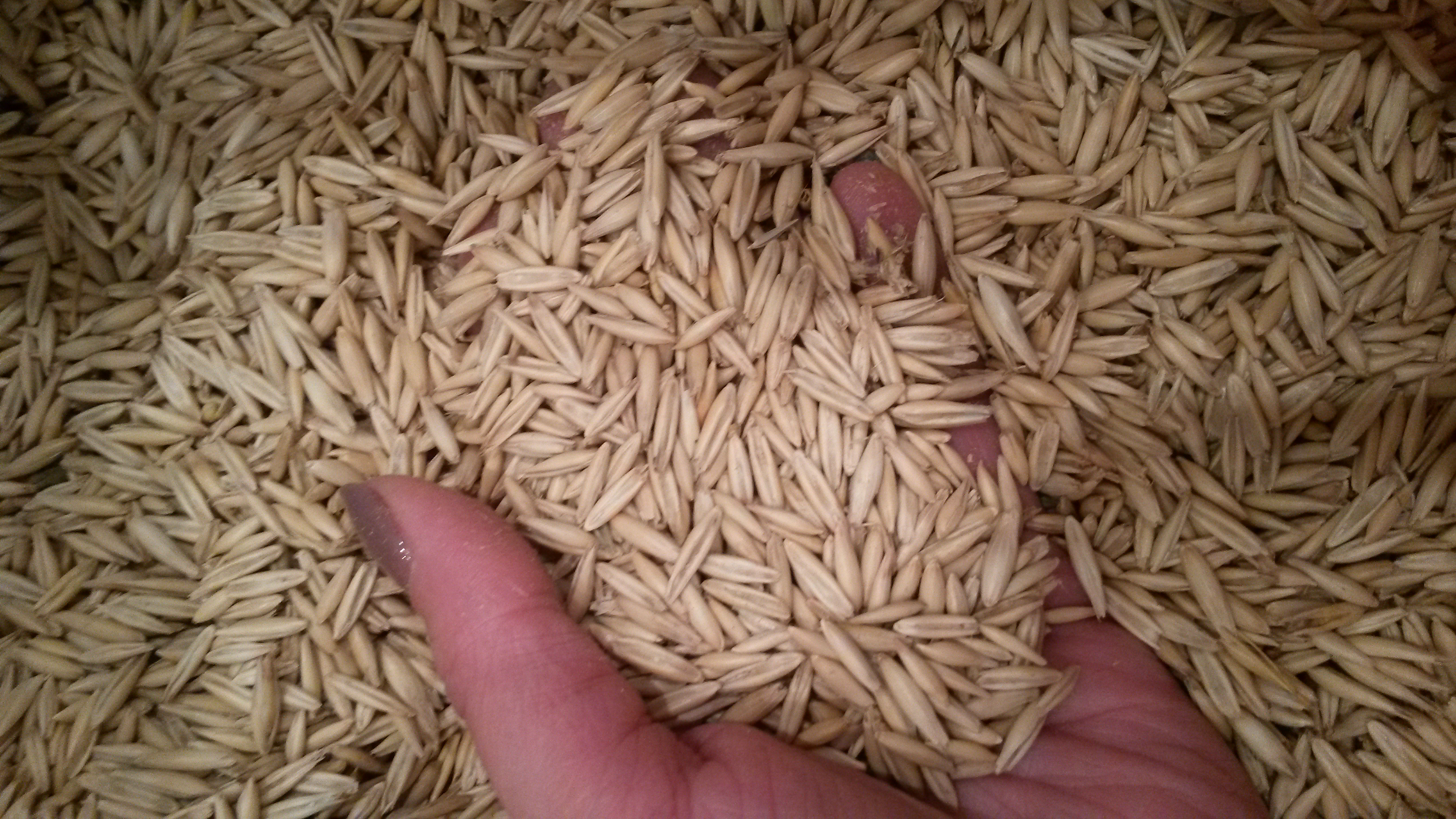 Buy White Oats grains for feeding in Odessa, Izmail from Newenergy LLC ...