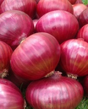 fresh nashik red onion - product's photo