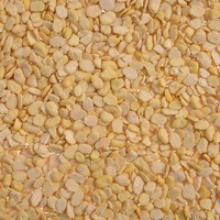 split fava beans ( faba beans ) - product's photo