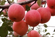 high quality fresh apple fruit  - product's photo