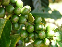 arabica aa,b, green coffee sale - product's photo