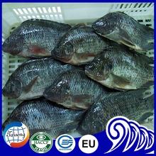 frozen tilapia fish farmed with gutted scaled processing way - product's photo