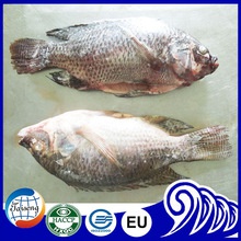gutted scaled whole round tilapia - product's photo