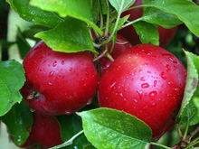 fresh delicious quality red apple - product's photo