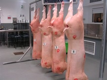 pig half carcasses - product's photo