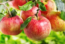sweet delicious fresh golden apple fruits from poland - product's photo