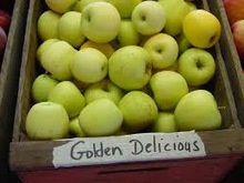fresh golden delicious apple - product's photo
