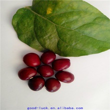 raw dark red kidney beans - product's photo