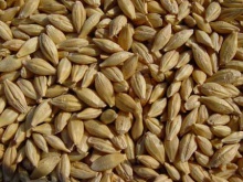 barley feed - product's photo